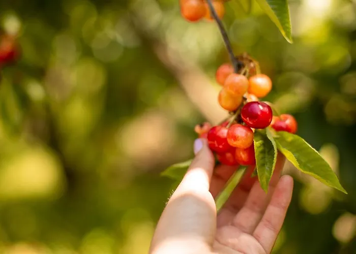 Quinta Dos Padres Santos, & * Lamego